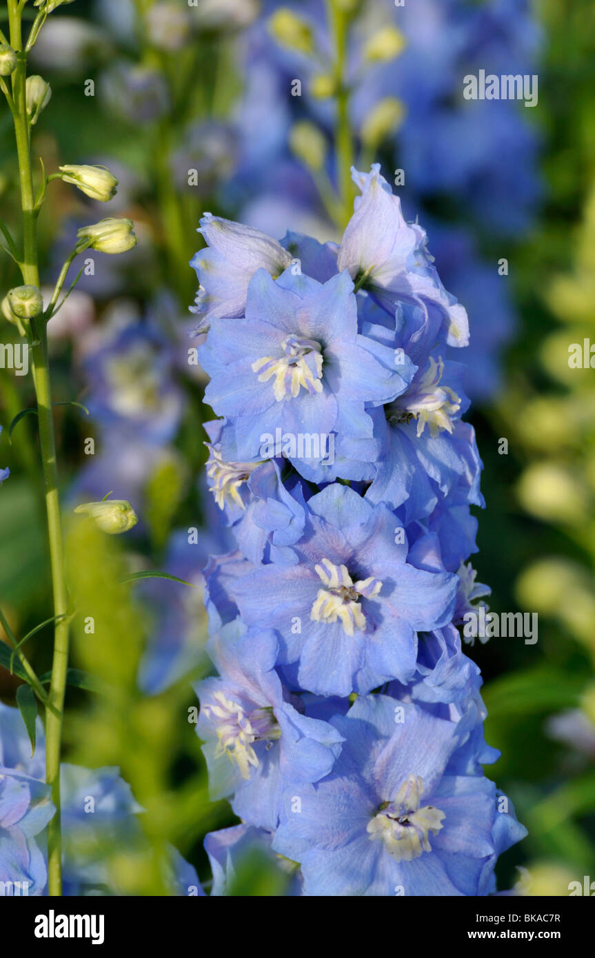 Rittersporn (delphinium x "cultorum 'Magic fountains Himmelblau') Stockfoto