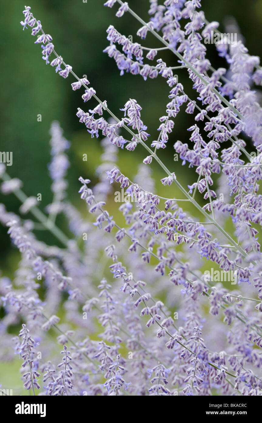 Russian sage perovskia atriplicifolia Fotos und Bildmaterial in hoher