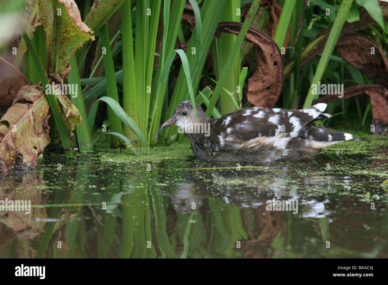 Waterhoen; Teichhuhn; Gallinula Chloropus; Stockfoto