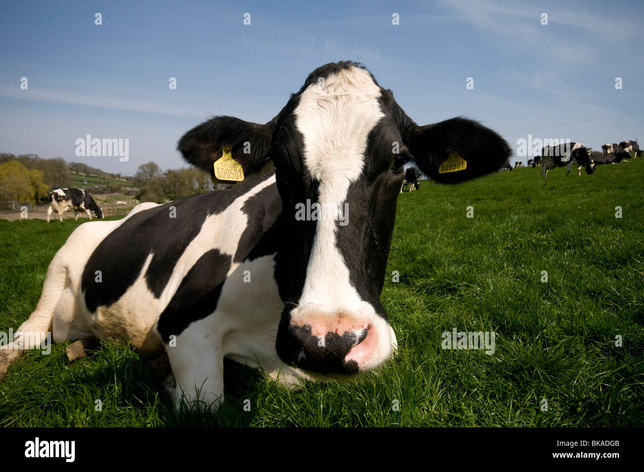 friesische Dairy Kühe im Feld Elham Tal Kent Festlegung in Kamera Stockfoto