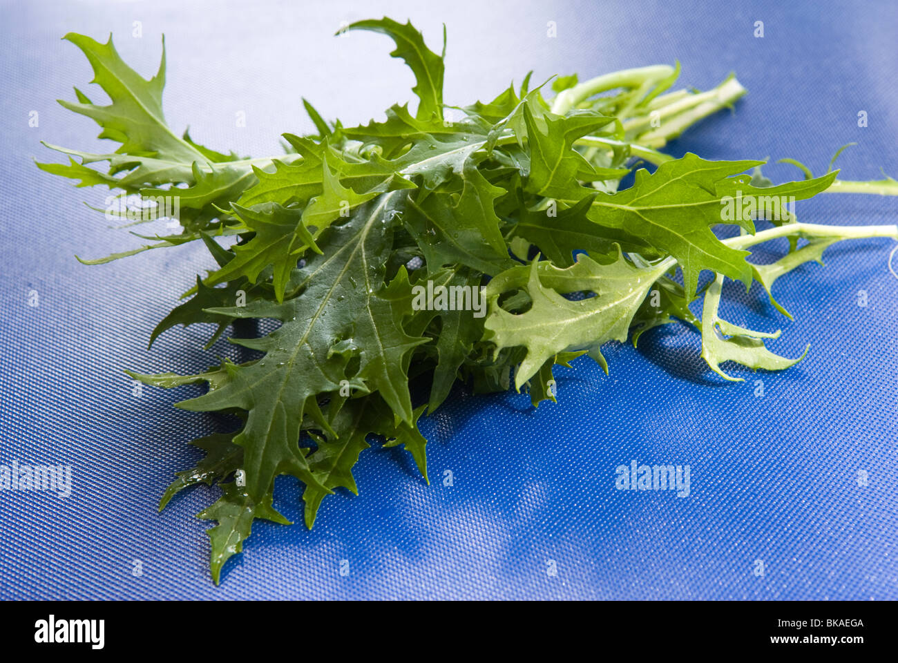 Mizuna grüne Salatblätter auf einem Schneidebrett blau. Stockfoto