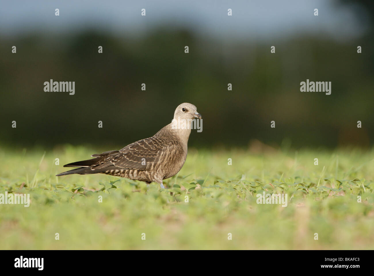 Long-tailed Skua stehend auf einem Feld Stockfoto
