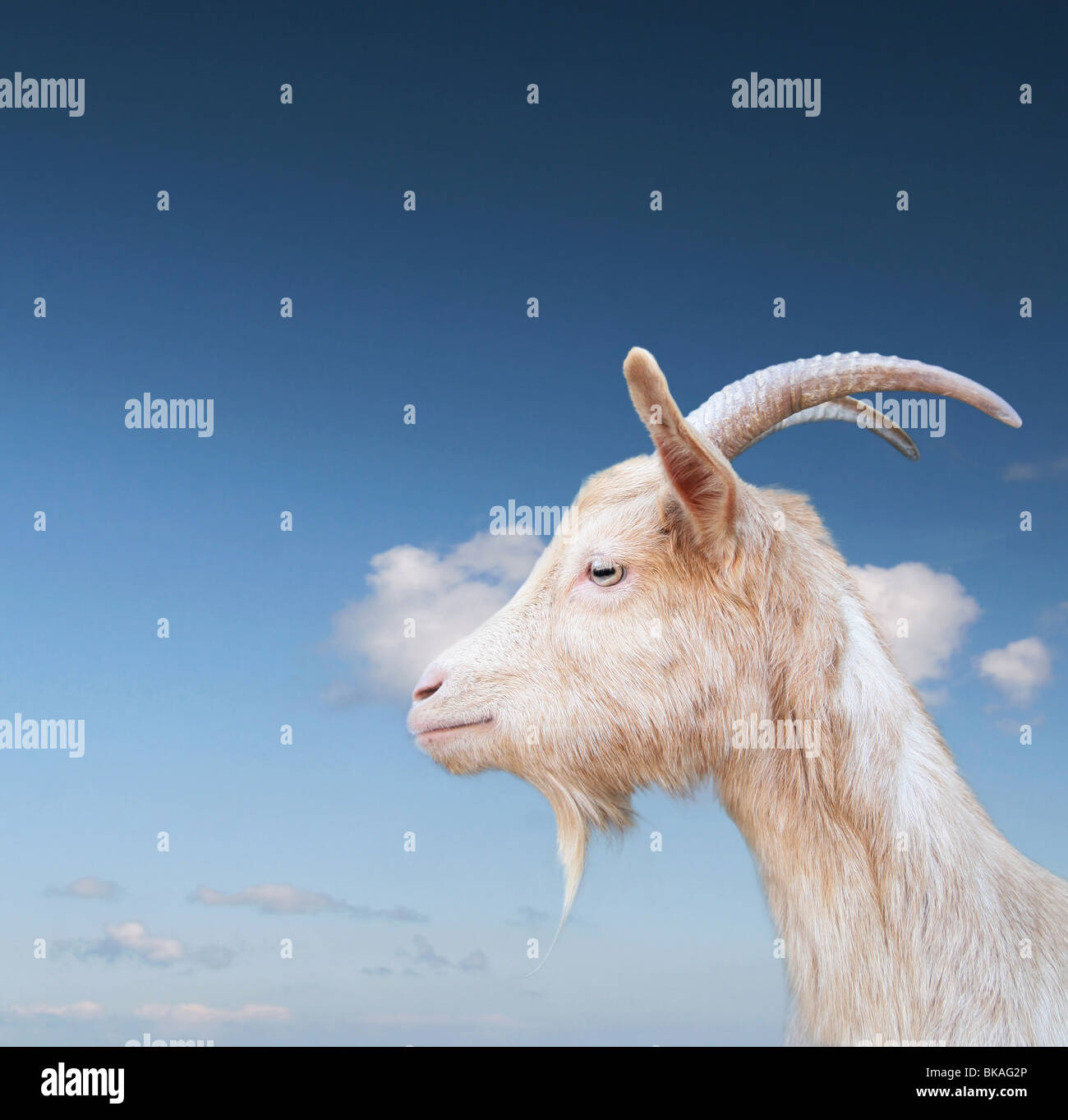 Weiße Ziege auf einem blauen Himmel Stockfoto
