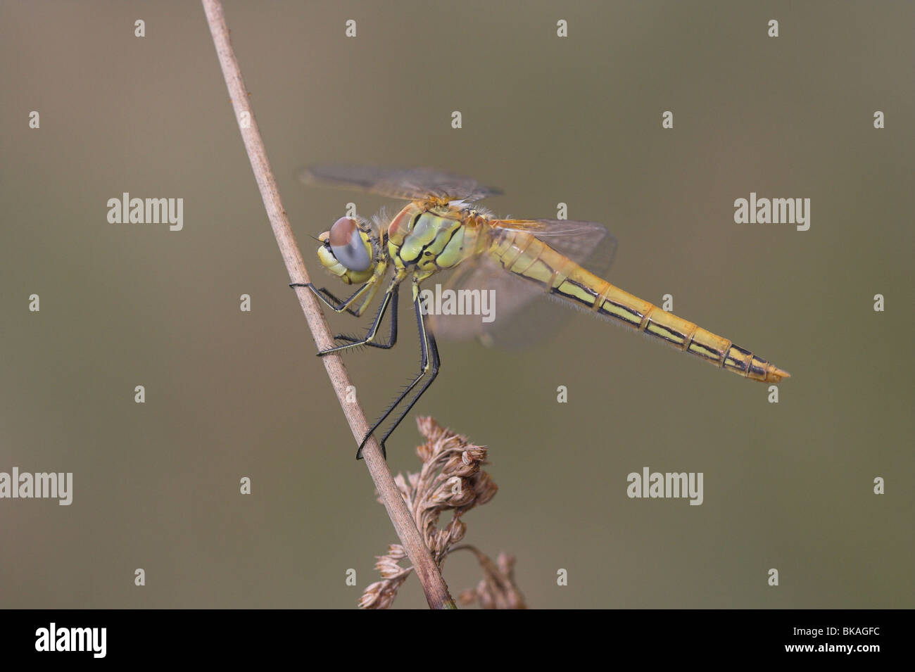 Rot-veined Darter weibliche Seitenansicht Stockfoto