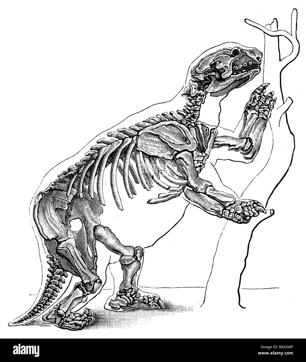 Art von megatherium Fotos und Bildmaterial in hoher Auflösung Alamy