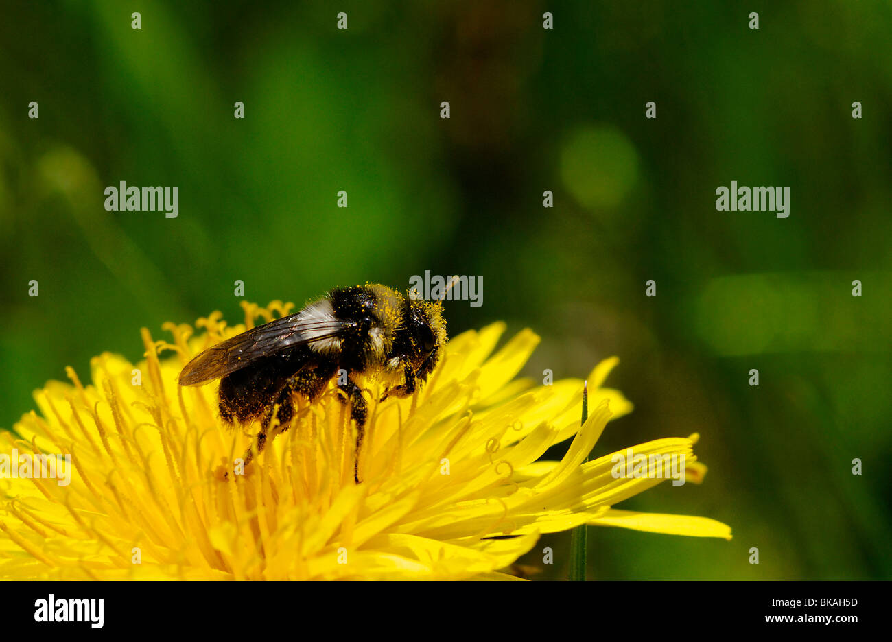 Bienen sammeln Pollen aus einem Löwenzahn Stockfoto