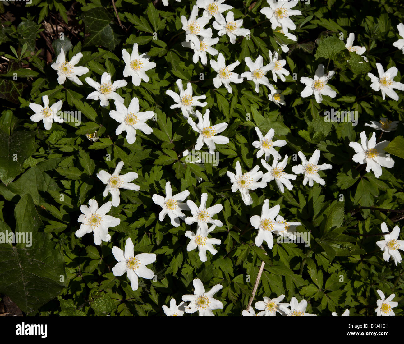 Eine Gruppe von Buschwindröschen Blumen wachsen in East Sussex, England, UK, Europa. Stockfoto