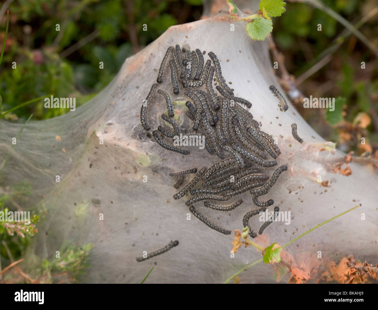 Eine große Anzahl von Raupen Hermelin Motten in ihrer kommunalen Web. Stockfoto