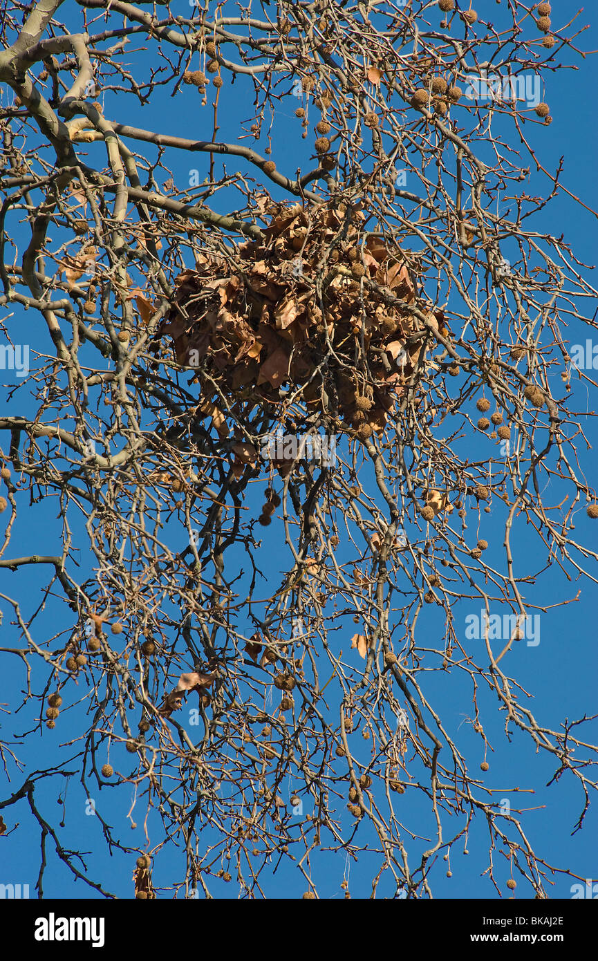 Grauhörnchen Sommer Nest oder Drey in Platane im winter Stockfoto