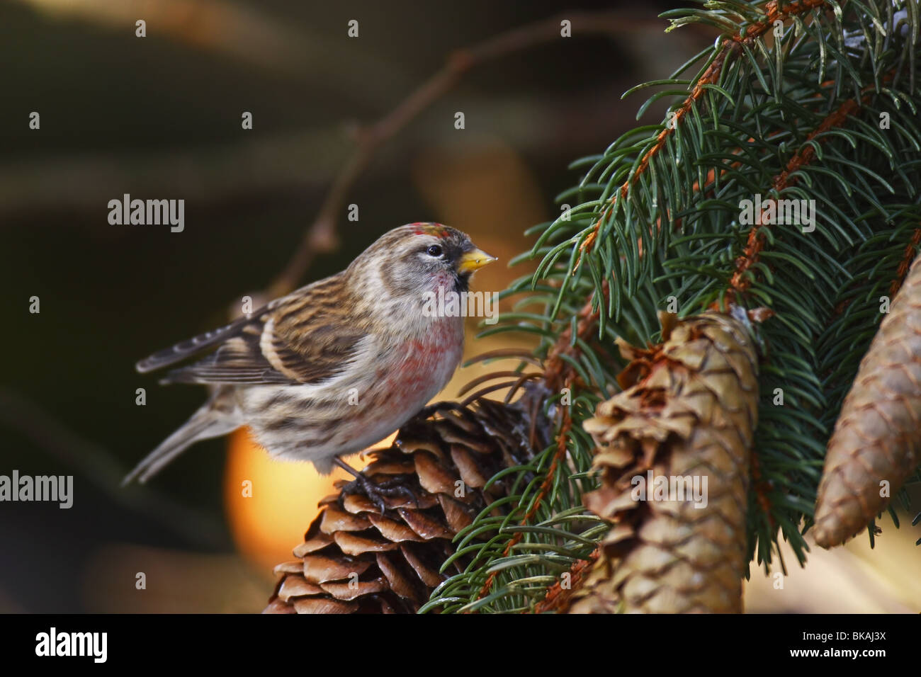 Acanthis Flammea, Common Redpoll, Stockfoto