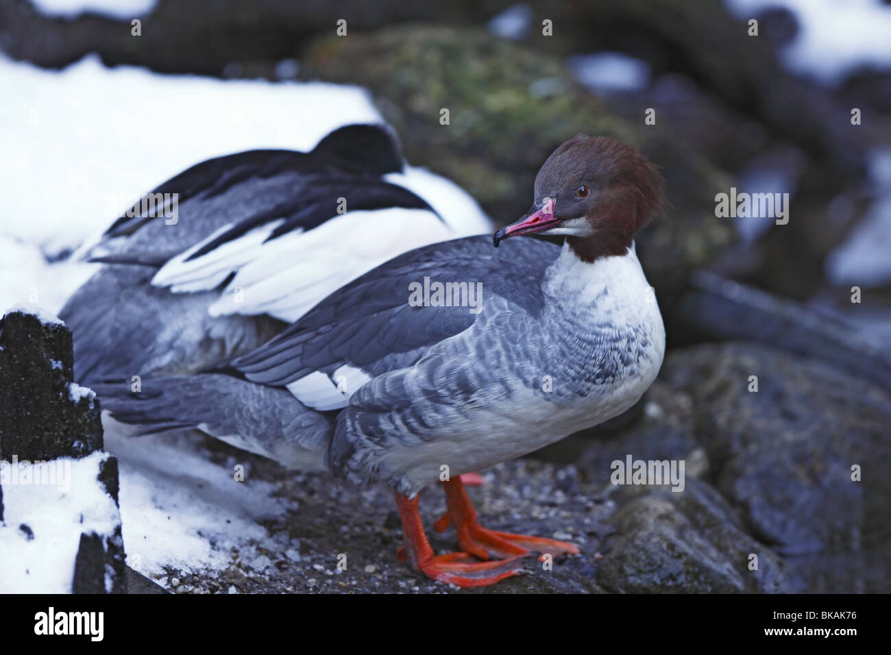 gemeinsame, Gänsesäger, Gänsesäger, Mergus, Prototyp, Weiblich, Gänsesäger Stockfoto