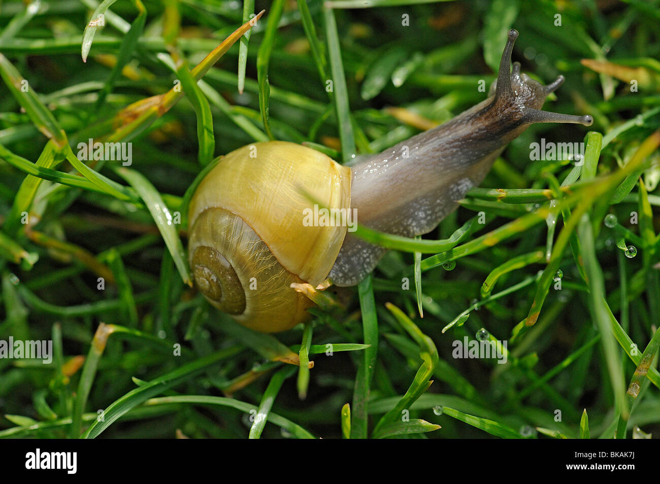 Schnecke, Bänderschnecken Hortensis, krabbeln in der Morgendämmerung über Rasen mit Wassertropfen von Grass extrudiert Stockfoto