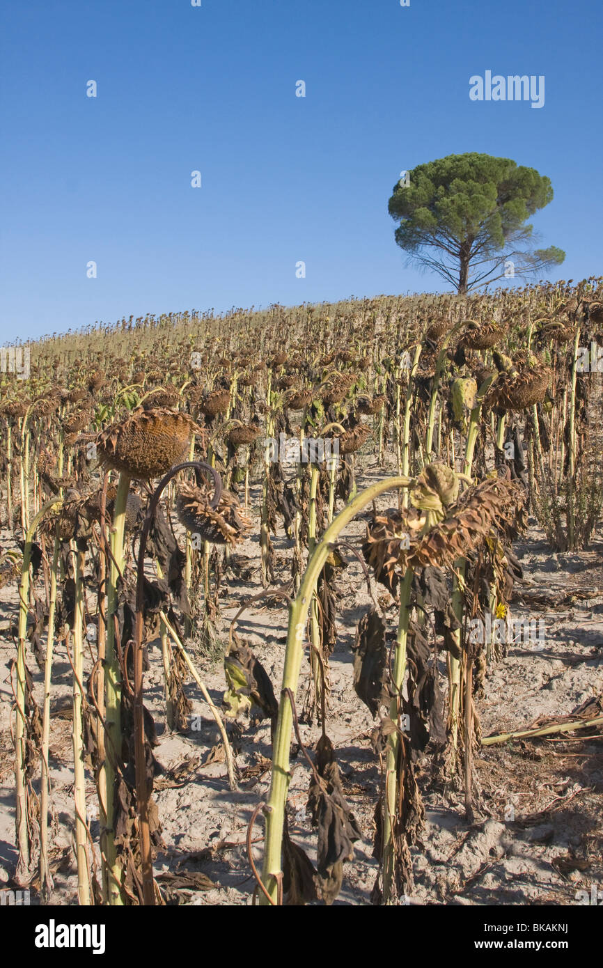 Dehydriertes Sonnenblumenfeld in der Toskana, Italien Stockfoto