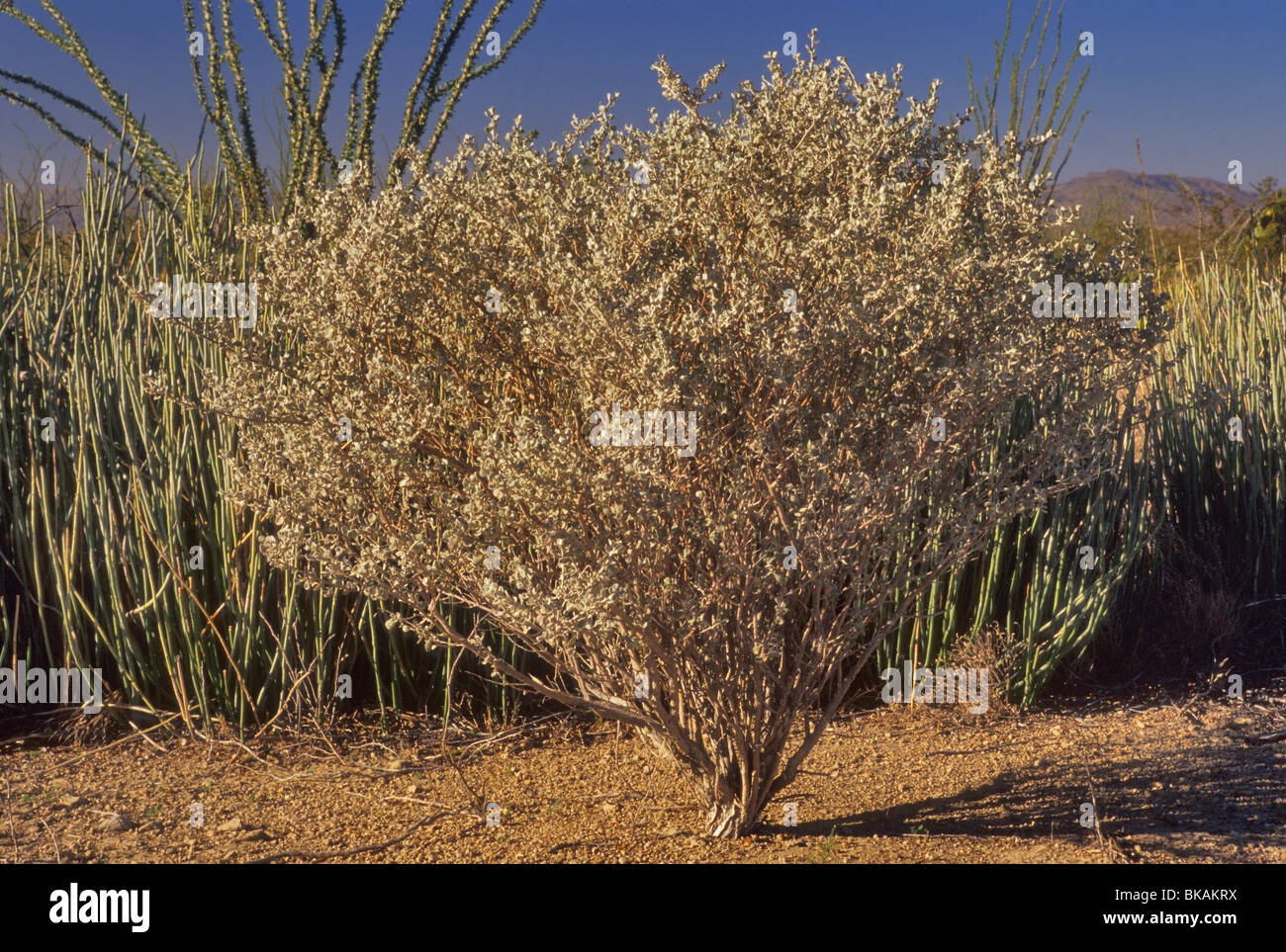 Texas-Salbei mit Candelilla und Ocotillos hinter bei Chihuahua-Wüste in der Nähe von alten Eisenerz-Straße in Big Bend Nationalpark, Texas, USA Stockfoto