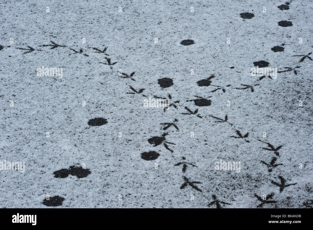 Kreuzung Wildfowl Spuren im Schnee treffen bedeckt Eis Stockfoto