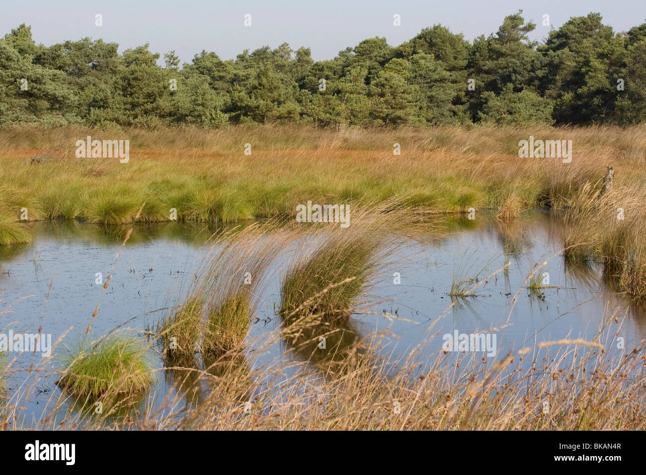 Freiwasser in den torfigen Heide und dichten Wald umgeben. Stockfoto