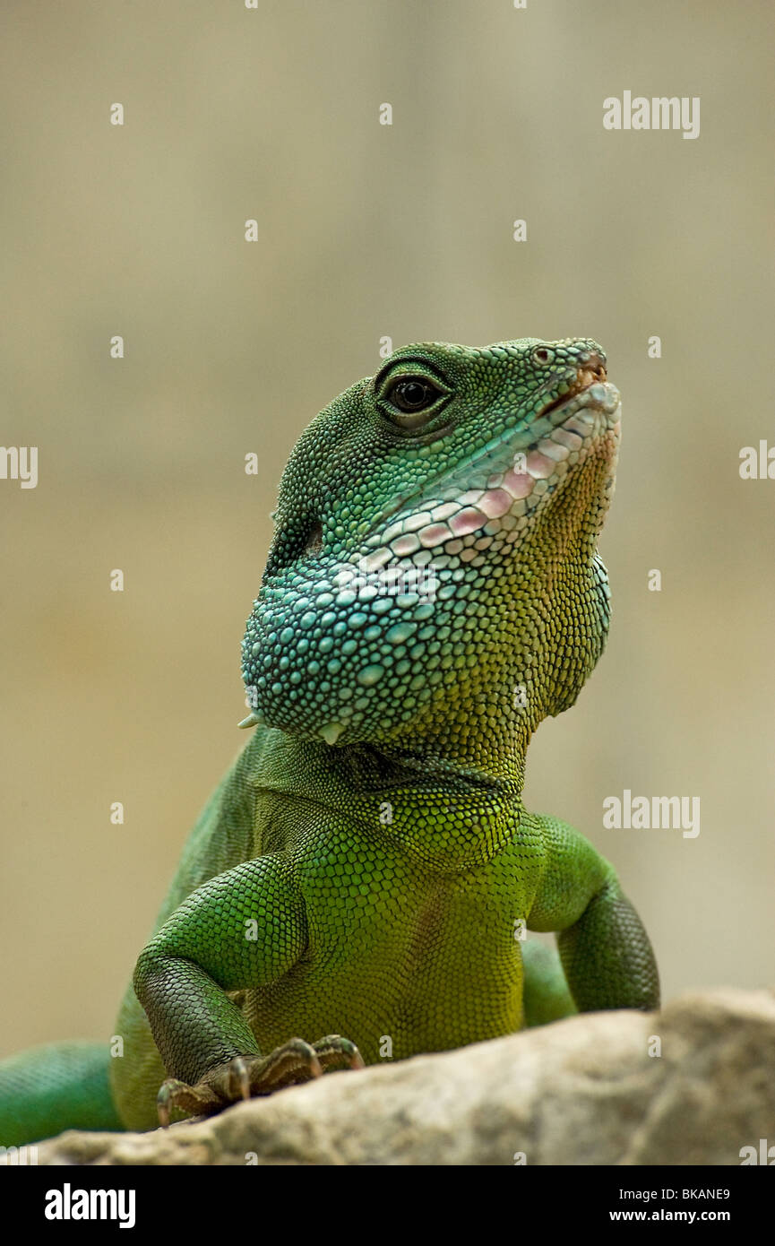 Chinesische Wasserdrache, Physignathus cocincinus Stockfoto