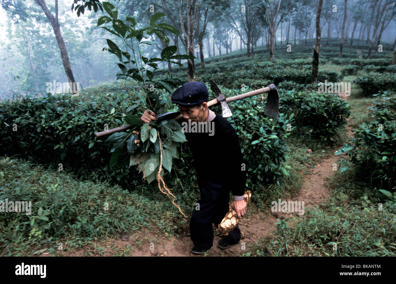 Chen Yi er, chinesische Herbalist, außerhalb der Stadt Meng Yang geht für die frühen Morgen Suche nach Wurzeln, Rinde, Blätter, Samen. Stockfoto