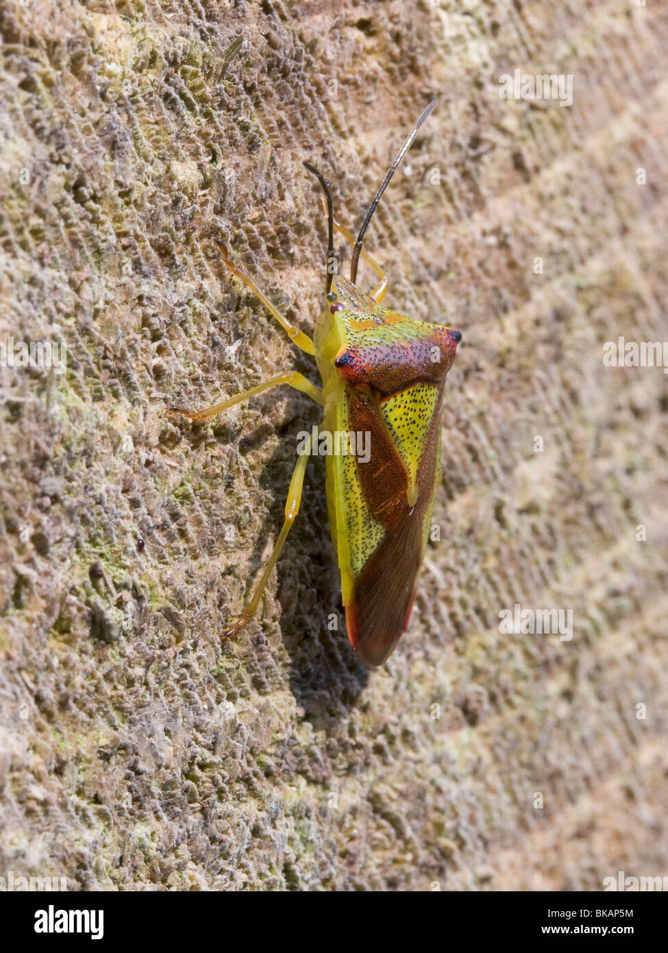 Weißdorn Schild Bug auf Holzblock ruht. Stockfoto