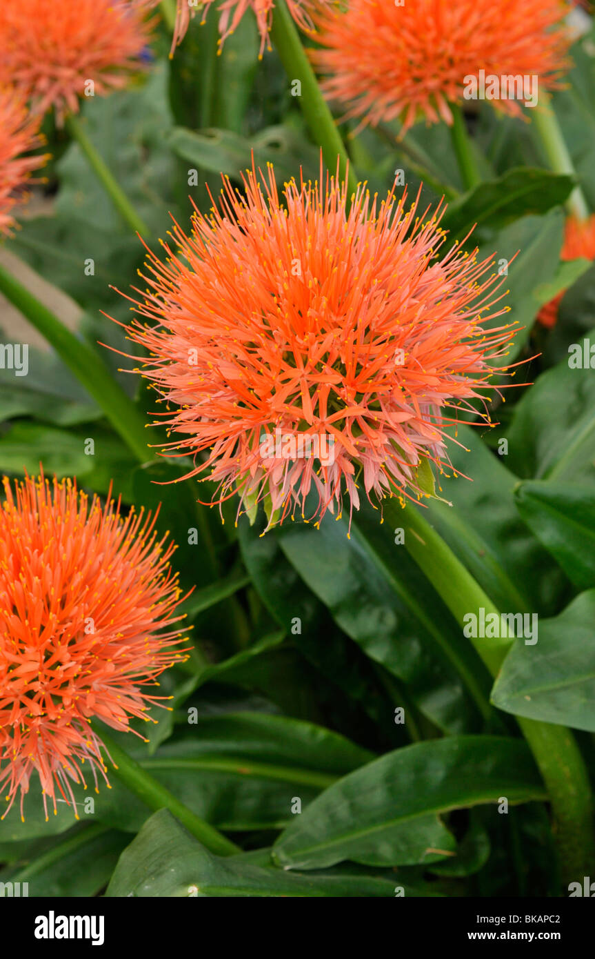 Blut Blume (scadoxus oder Multiflorus syn. haemanthus oder Multiflorus