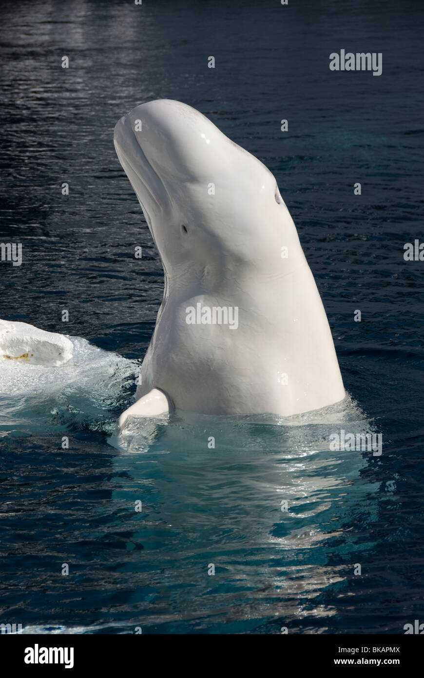 Beluga-Wal, Delphinapterus Leucas, Kopf und Körper, über Wasser, gefangen Stockfoto