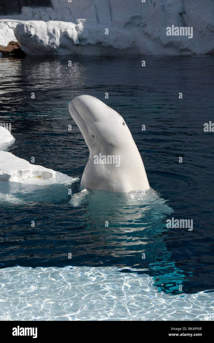 Beluga-Wal, Delphinapterus Leucas, Kopf und Körper, über Wasser, gefangen Stockfoto
