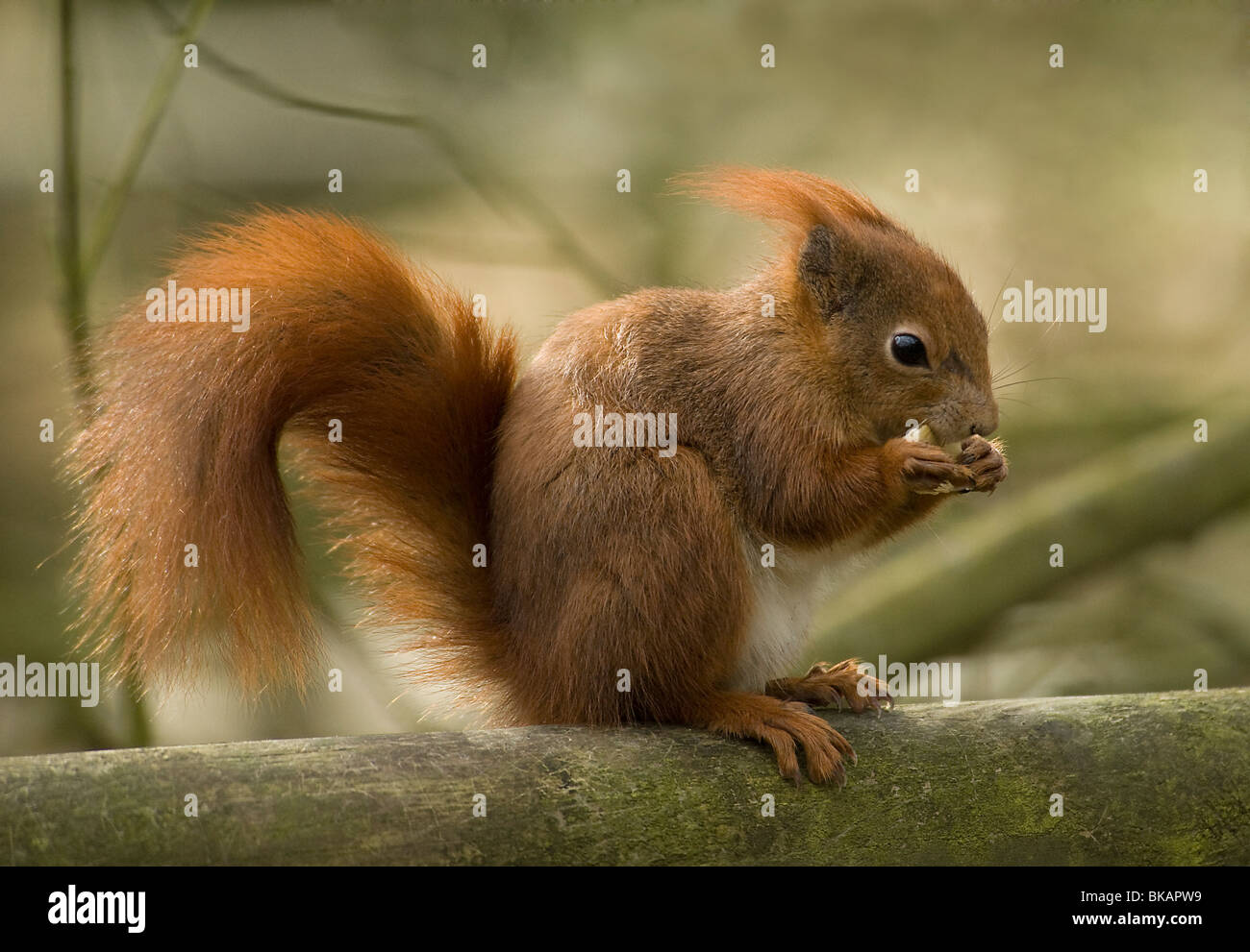 Eichhörnchen füttern Stockfoto