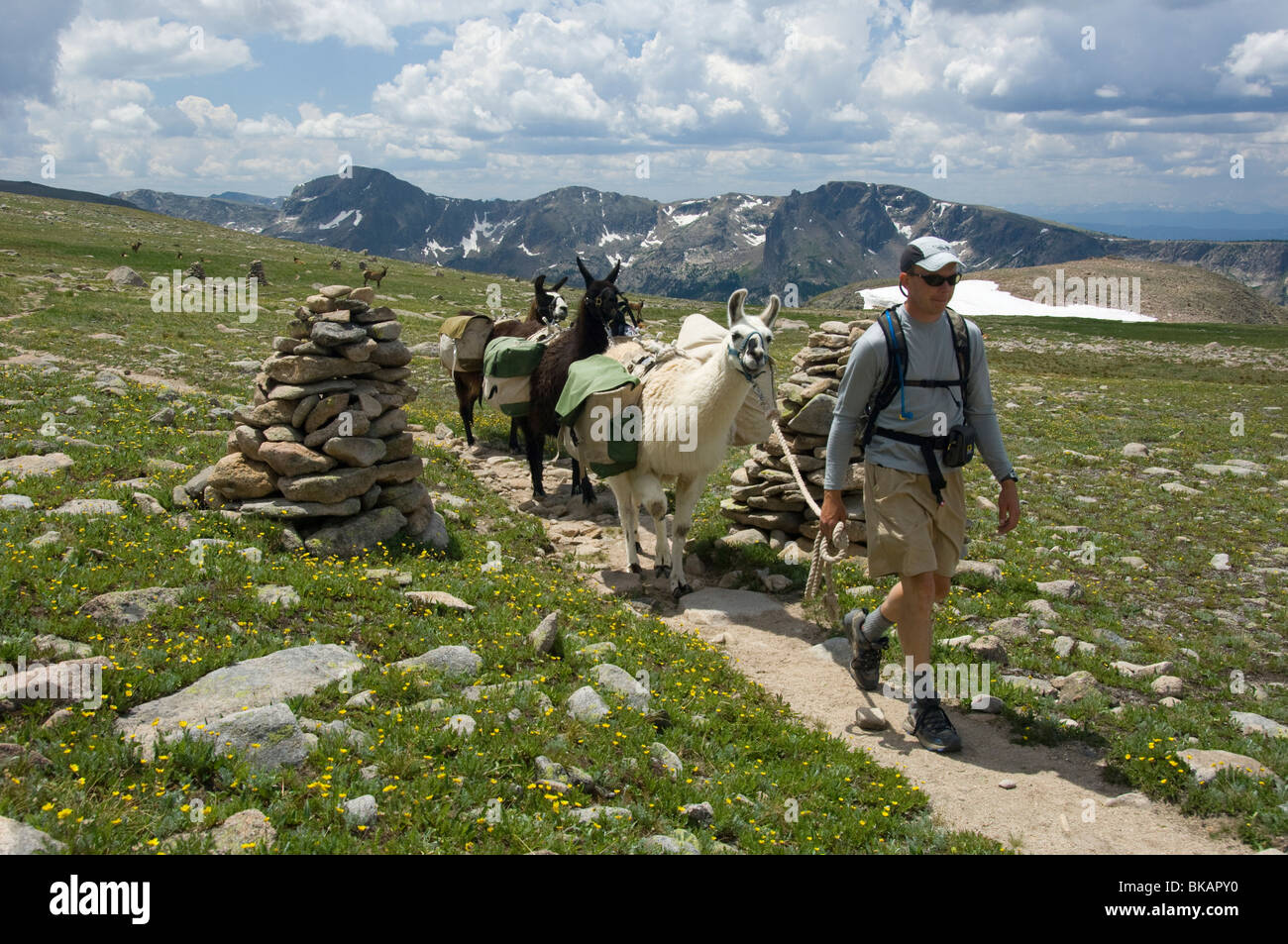 Reiseführer Wanderungen mit Lamas Pack über den Flattop Mountain Trail die alpinen Tundra im Rocky Mountain NP, Colorado Rocky Mountains Stockfoto