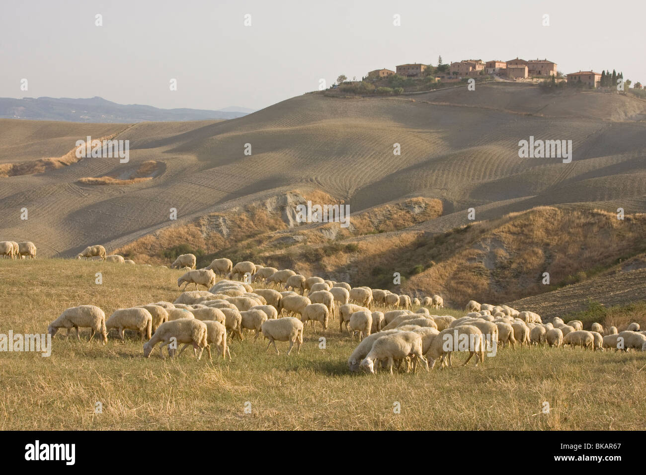 Schafherde in der Toskana, Italien Stockfoto