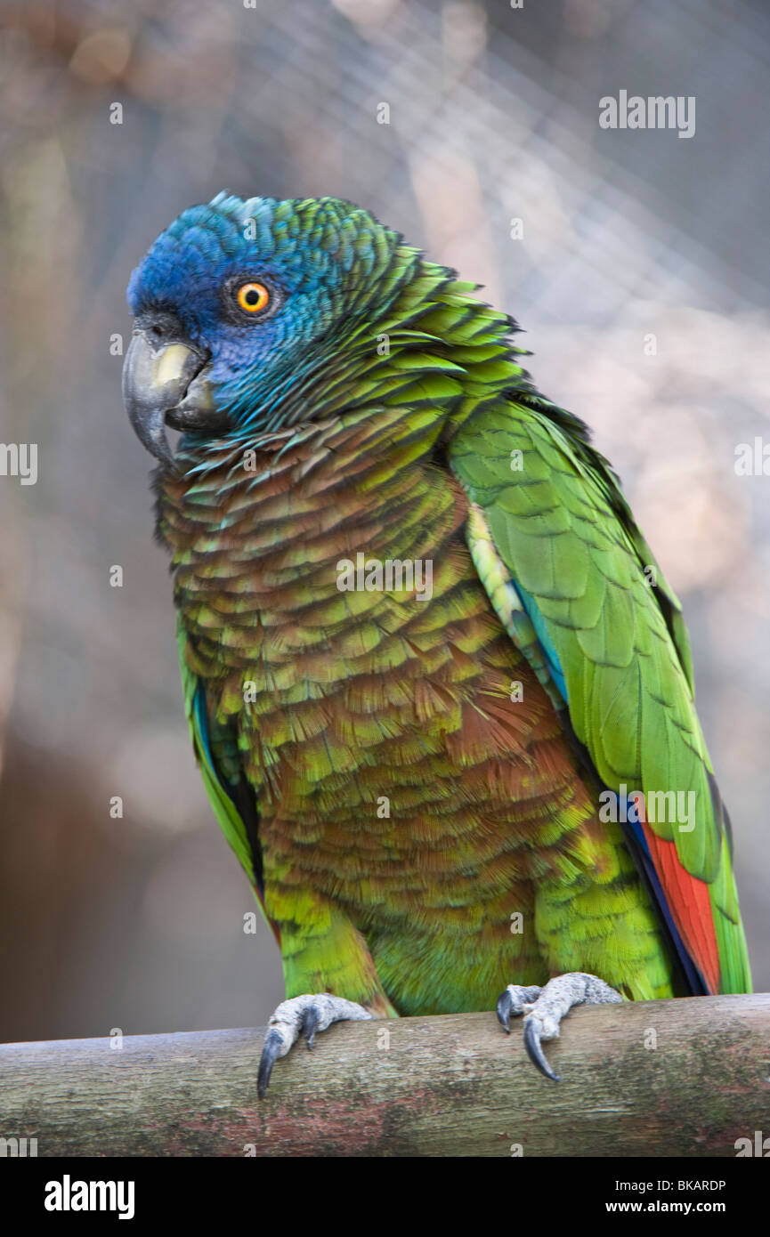 Saint Lucia Papagei (Amazona versicolor) weiblich bei Durrell Wildlife Conservation Trust gezüchtet und kehrte nach St. Lucia (Captive) Stockfoto