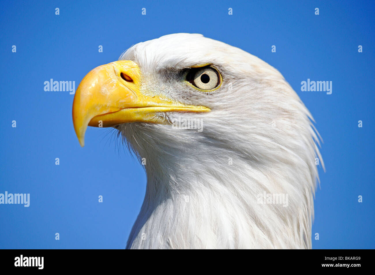 Ein Weißkopfseeadler Stockfoto