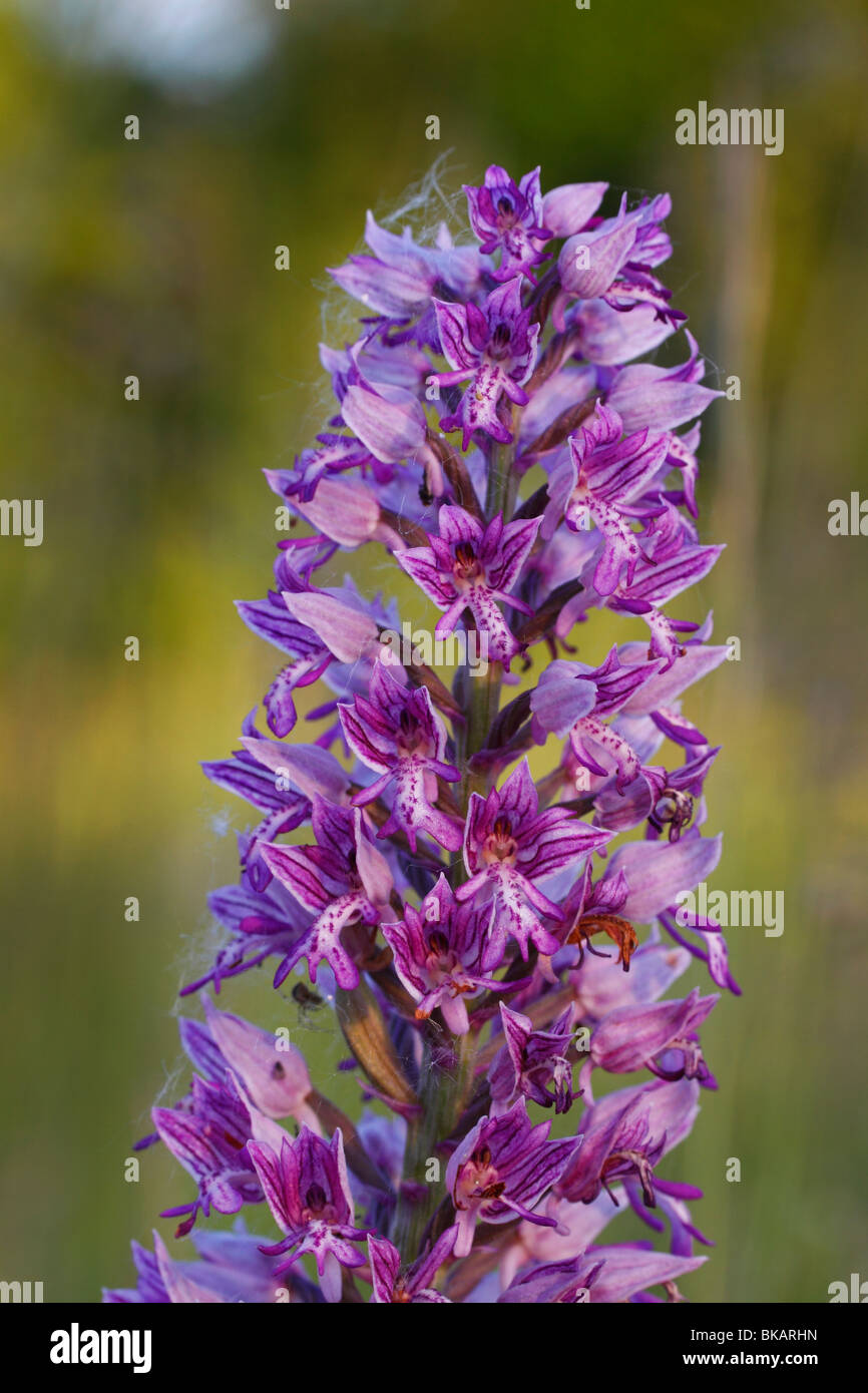 Helmknabenkraut Orchis, Militaris, Militär, Orchidee Stockfoto