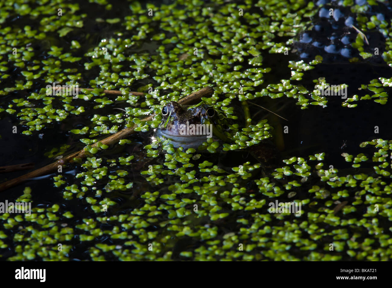Einen einzigen Frosch in einem kleinen Teich Bewachung frogspawn Stockfoto