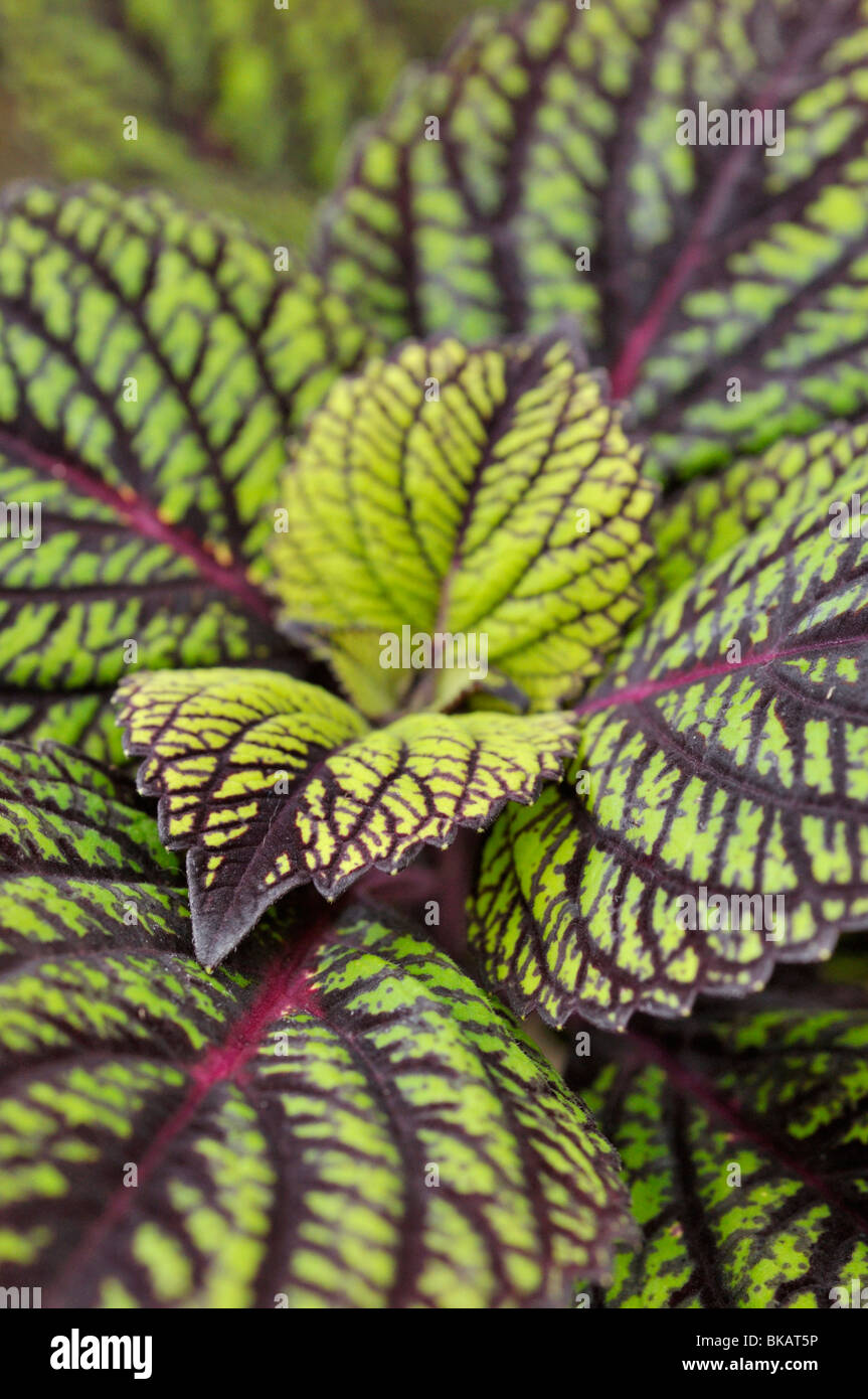 Coleus (solenostemon scutellarioides 'Netzstrümpfe' syn. coleus Blumei "Netzstrümpfe") Stockfoto