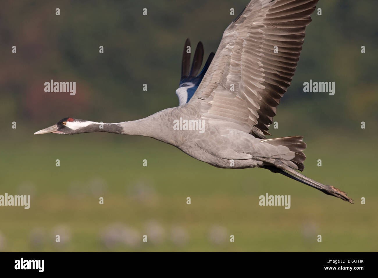 Fliegende europäischer Kranich (Grus Grus) Stockfoto