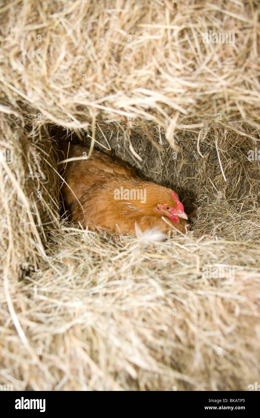 Buff Orpington-Henne auf dem nest Stockfoto