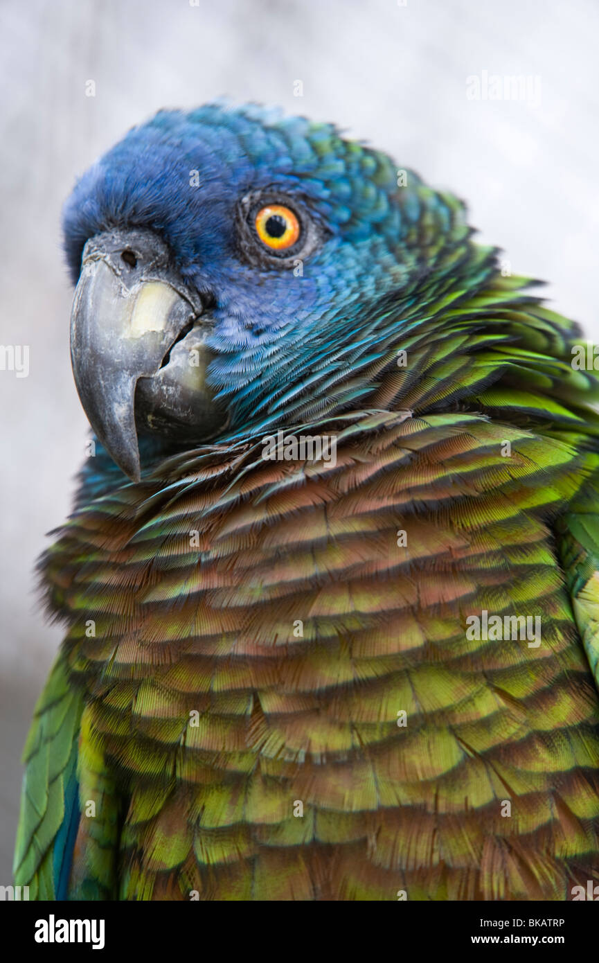 Saint Lucia Papagei (Amazona versicolor) weiblich eine der Personen Brot in Jersey und kehrte nach Mini ZOO St. Lucia Stockfoto