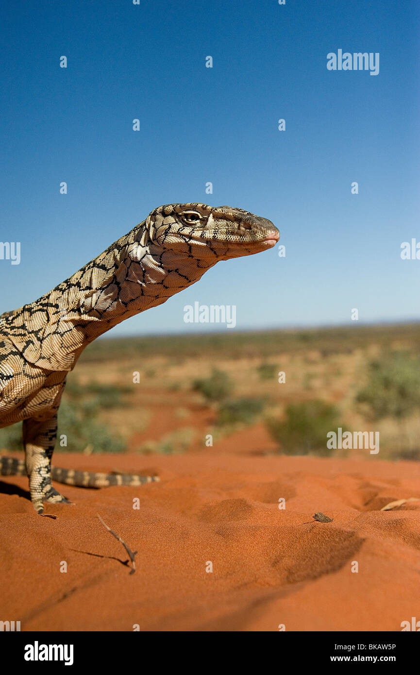Perentie Goanna im roten Sand Wüste Bereich Australien Stockfoto
