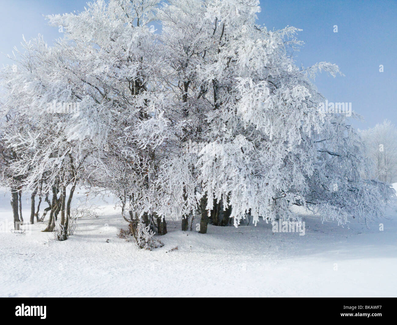 Französisch / Frankreich Winter Schnee Landschaft in den französischen Alpen Resort des Plateau De Sur Lyand. Ain-Departement Frankreichs. Stockfoto