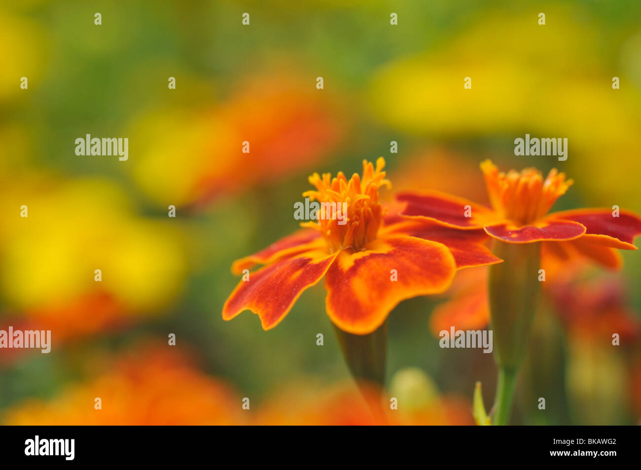 Signet studentenblume (Tagetes Tenuifolia) Stockfoto