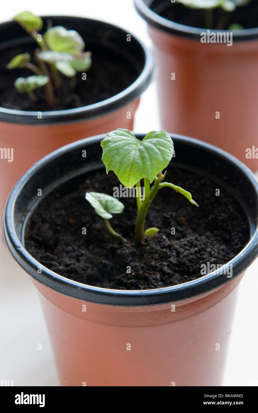 Süßkartoffel Pflanze Topf Stockfotos und -bilder Kaufen - Alamy