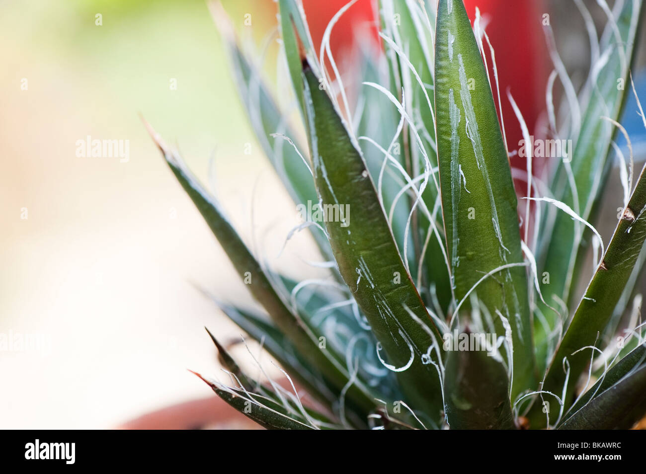 Agave filifera. Thema Blatt Agave Stockfoto