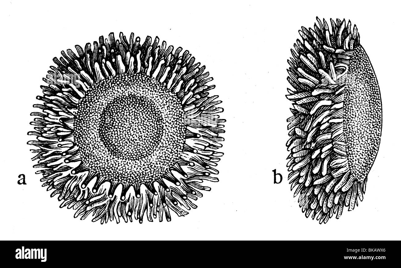 Menschlichen Amnion, amniotic Beutel Stockfoto