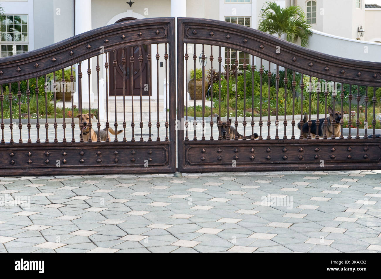 Tor mit Wächter Hunde Rodney Bay St. Lucia Windward-Inseln West Indies Karibik Stockfoto