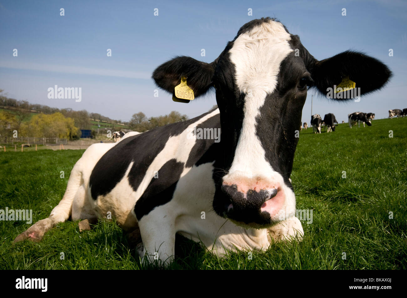 friesische Dairy Kühe im Feld Elham Tal Kent Blick in die Kamera Stockfoto