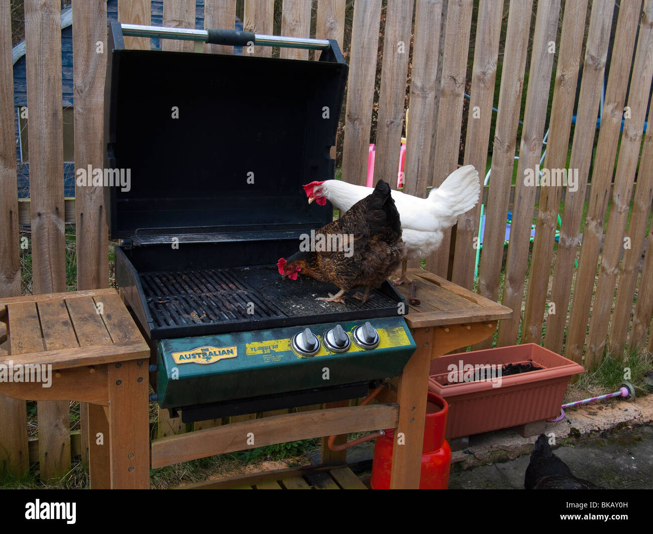 Haustier Hühner auf einem Grill Stockfoto