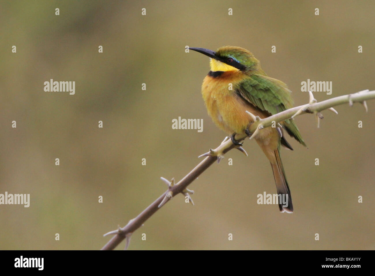 kleine Biene Esser, Kruger, Süd Afrika, Vogelgrippe Stockfoto