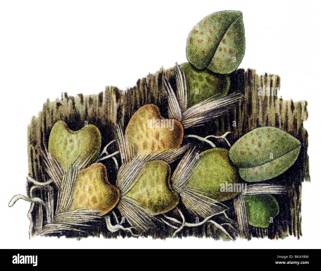 Oncidium limminghei Stockfoto