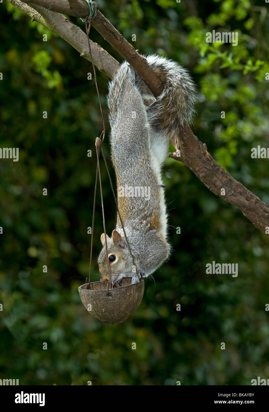 Grauhörnchen überfallen Vogelhäuschen Stockfoto