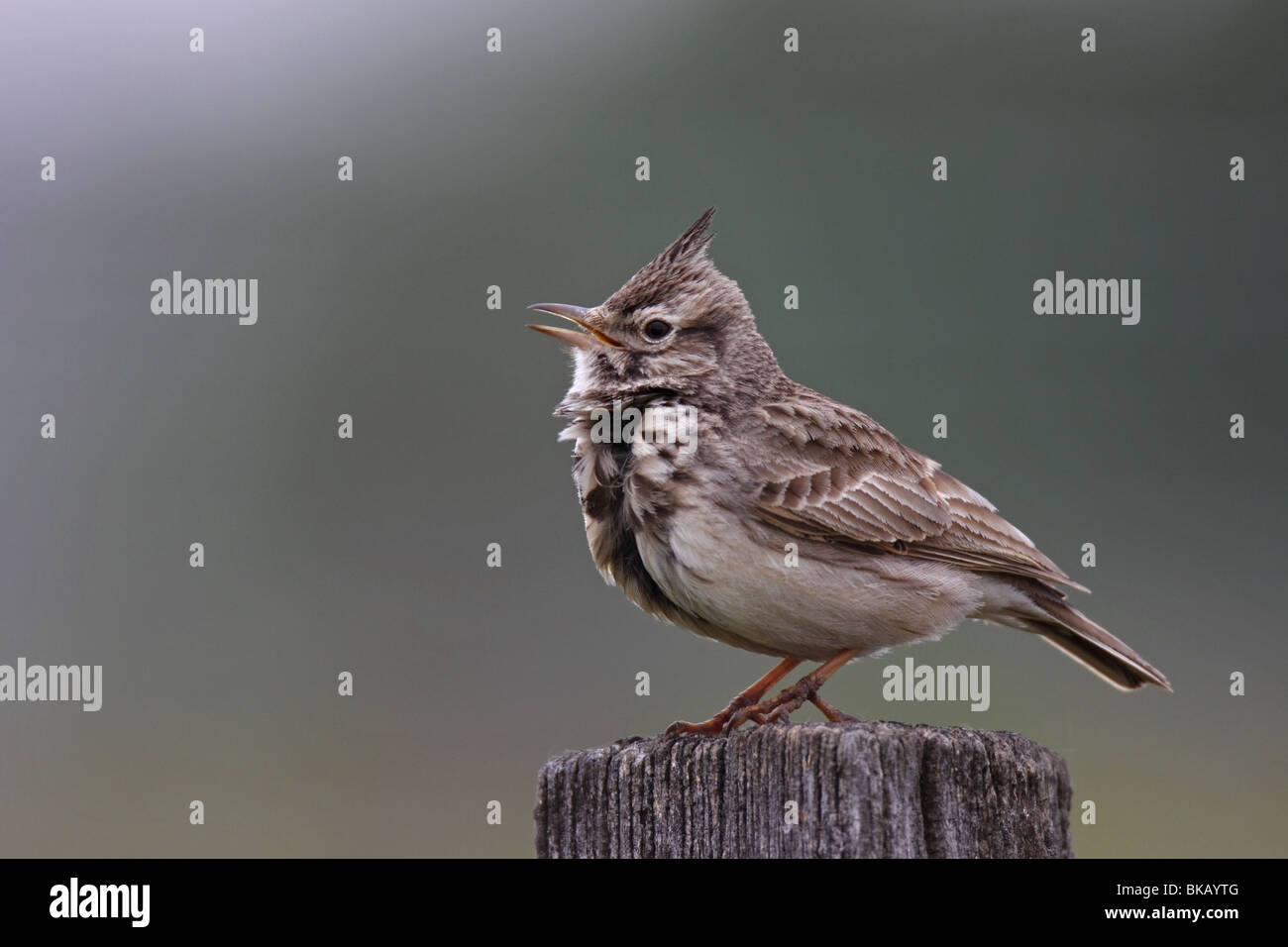 Haubenlerche Lerche Crested Lerche Galerida cristata Stockfoto